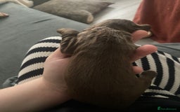 Sprocker dogs for sale: Beautiful Sprocker Puppies Ready 30th December - Image 9