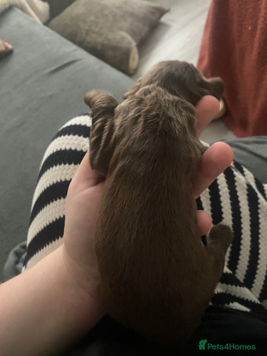 Sprocker dogs for sale: Beautiful Sprocker Puppies Ready 30th December - Image 9