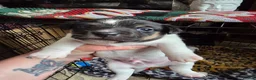 Jack Russell dogs for sale: Two beautiful boys  in Clitheroe - Advert 4