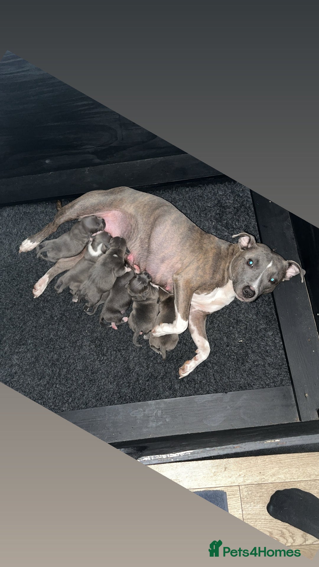 Staffordshire Bull Terrier dogs for sale: Stunning Staff Puppies  - Image 1