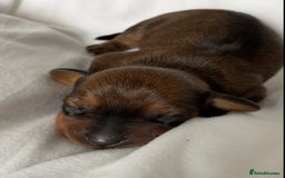 Miniature Dachshund dogs for sale: 1 little shaded red miniature dachshund girl left  - Advert 9