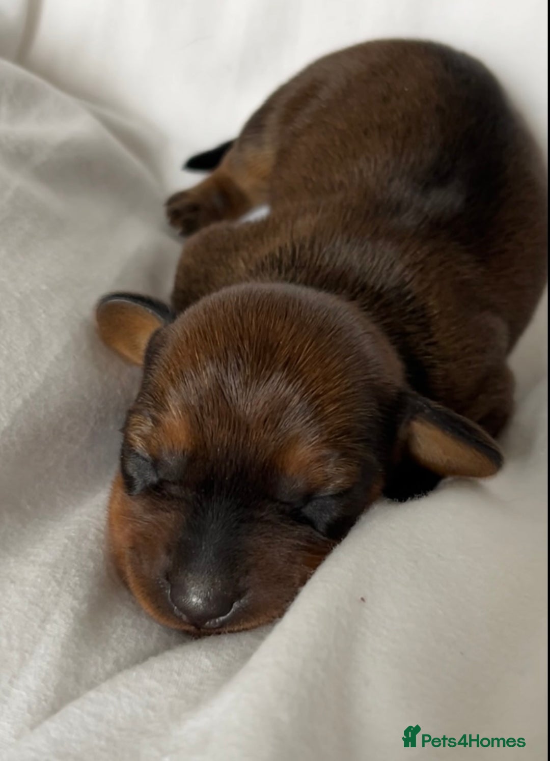 Miniature Dachshund dogs for sale: 1 little shaded red miniature dachshund girl left  - Advert 9