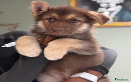 German Shepherd dogs for sale: Rare Isabella German Shepherd - Image 4