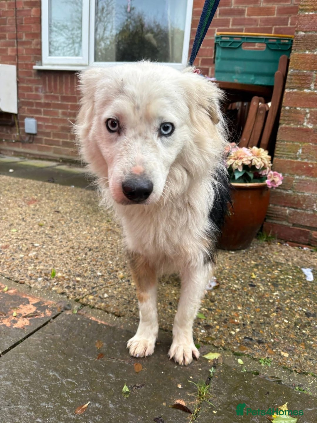 Border Collie dogs for adoption: Blue - Norwich Norfolk  - Advert 5