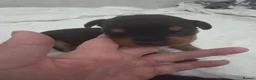 Rottweiler dogs for sale: Chuncky Rottweiler puppies  - Advert 14
