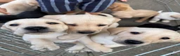 Labrador Retriever dogs for sale: Beautiful KC Registered Labrador Puppies  - Advert 6