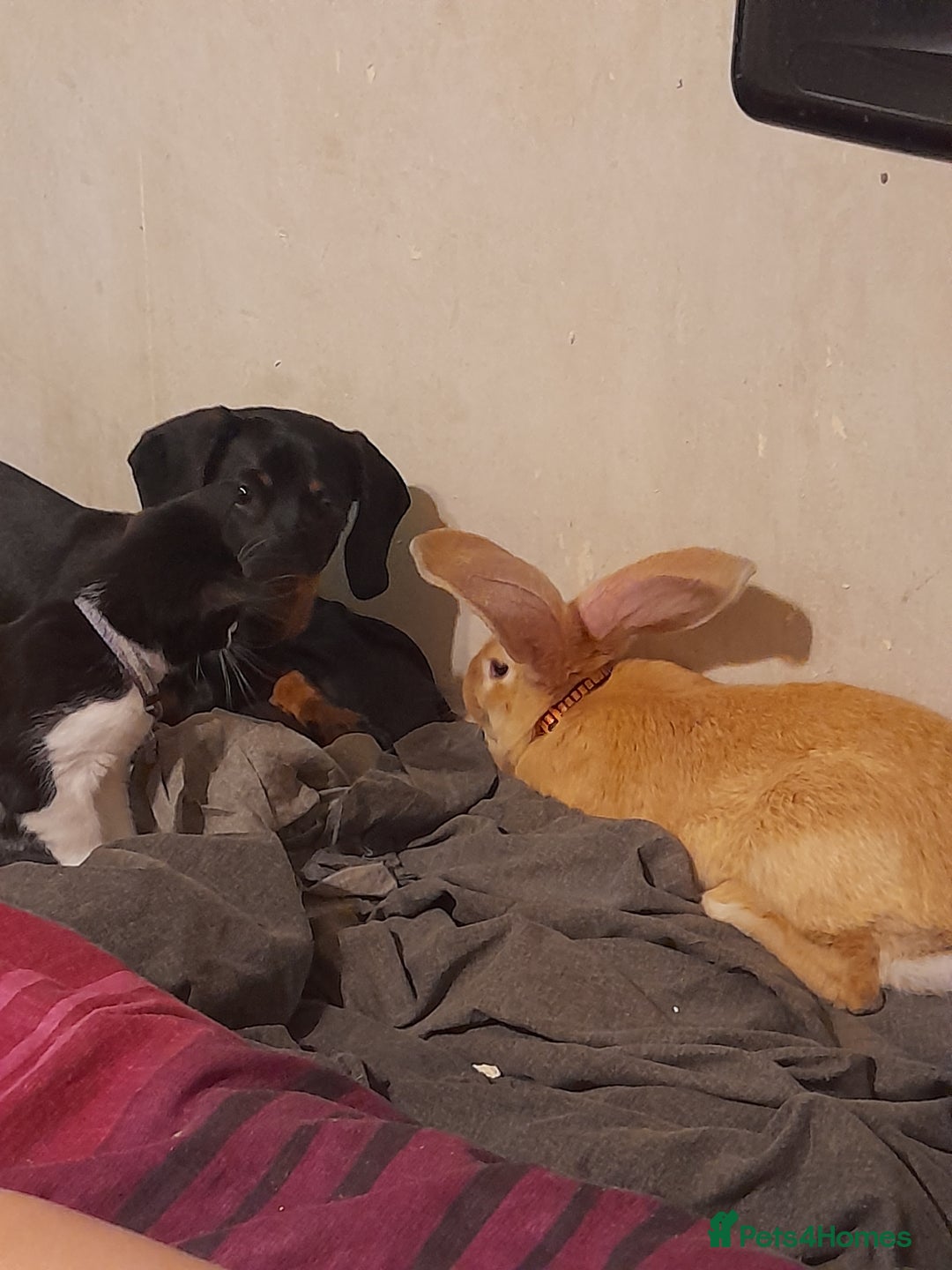 Continental Giant rabbits for sale: Continental rabbit  - Advert 14