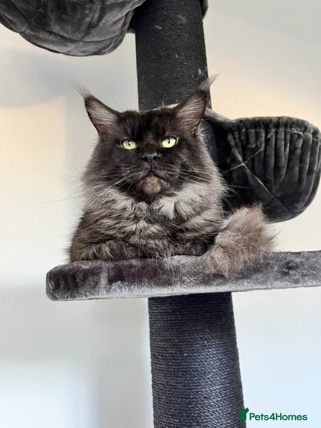 Mixed Breed cats for sale: Ragdoll x Mainecoon Kittens  in Sandown - Advert 11