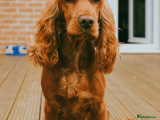 Cocker Spaniel dogs Cocker spaniel Ruby - Advert 1