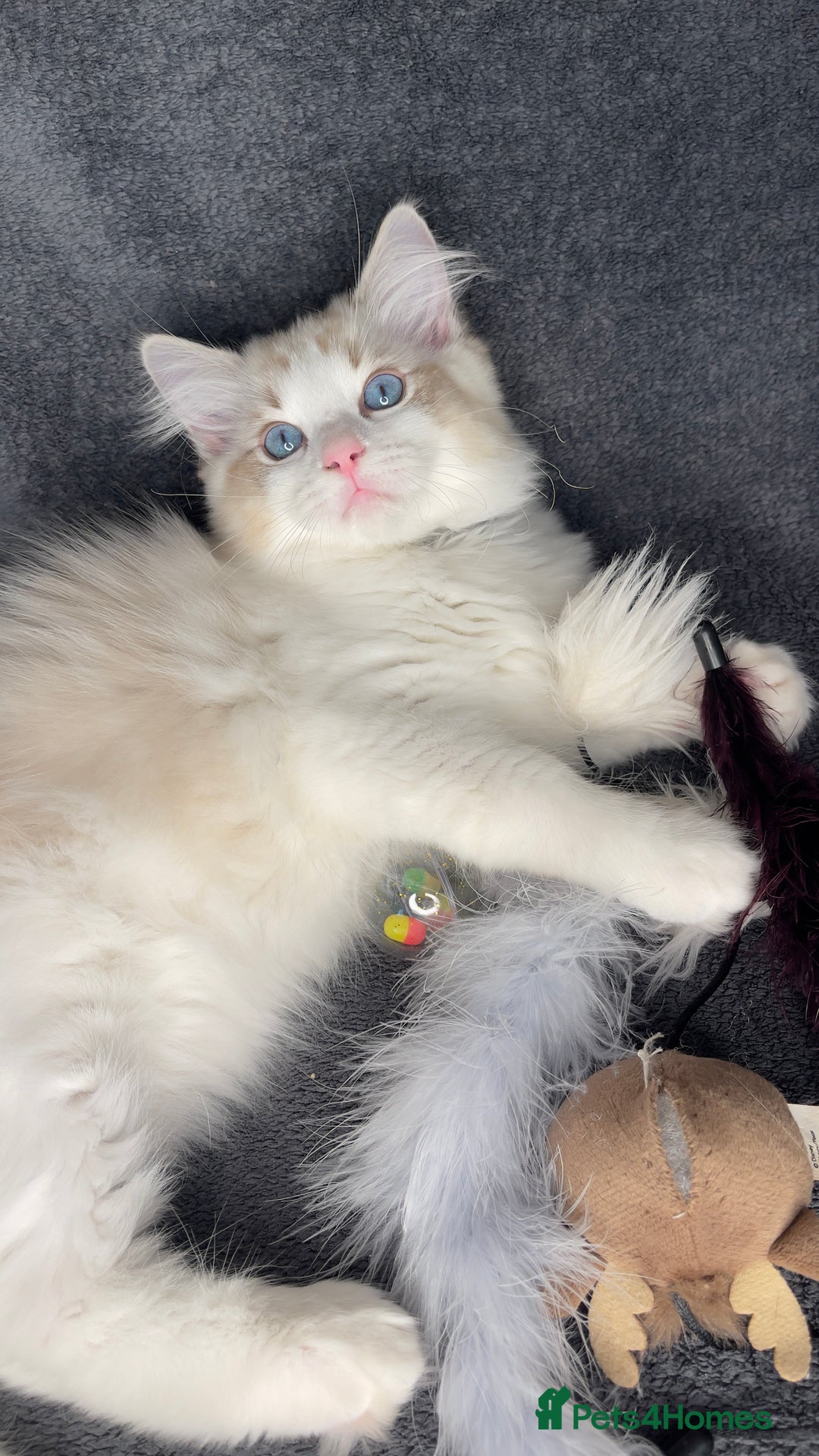 Ragdoll cats for sale: 🌟 Stunning TICA Ragdoll Kittens – Ready Now! - Advert 8