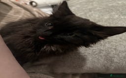 British Longhair cats for sale: Male kitten British long hair x mainecoone - Image 9