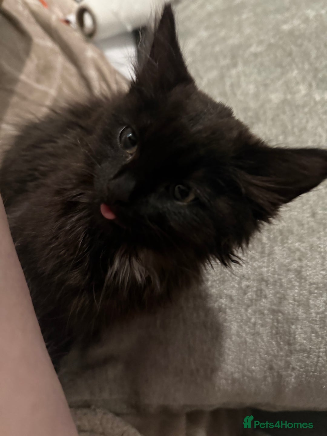 British Longhair cats for sale: Male kitten British long hair x mainecoone - Image 9