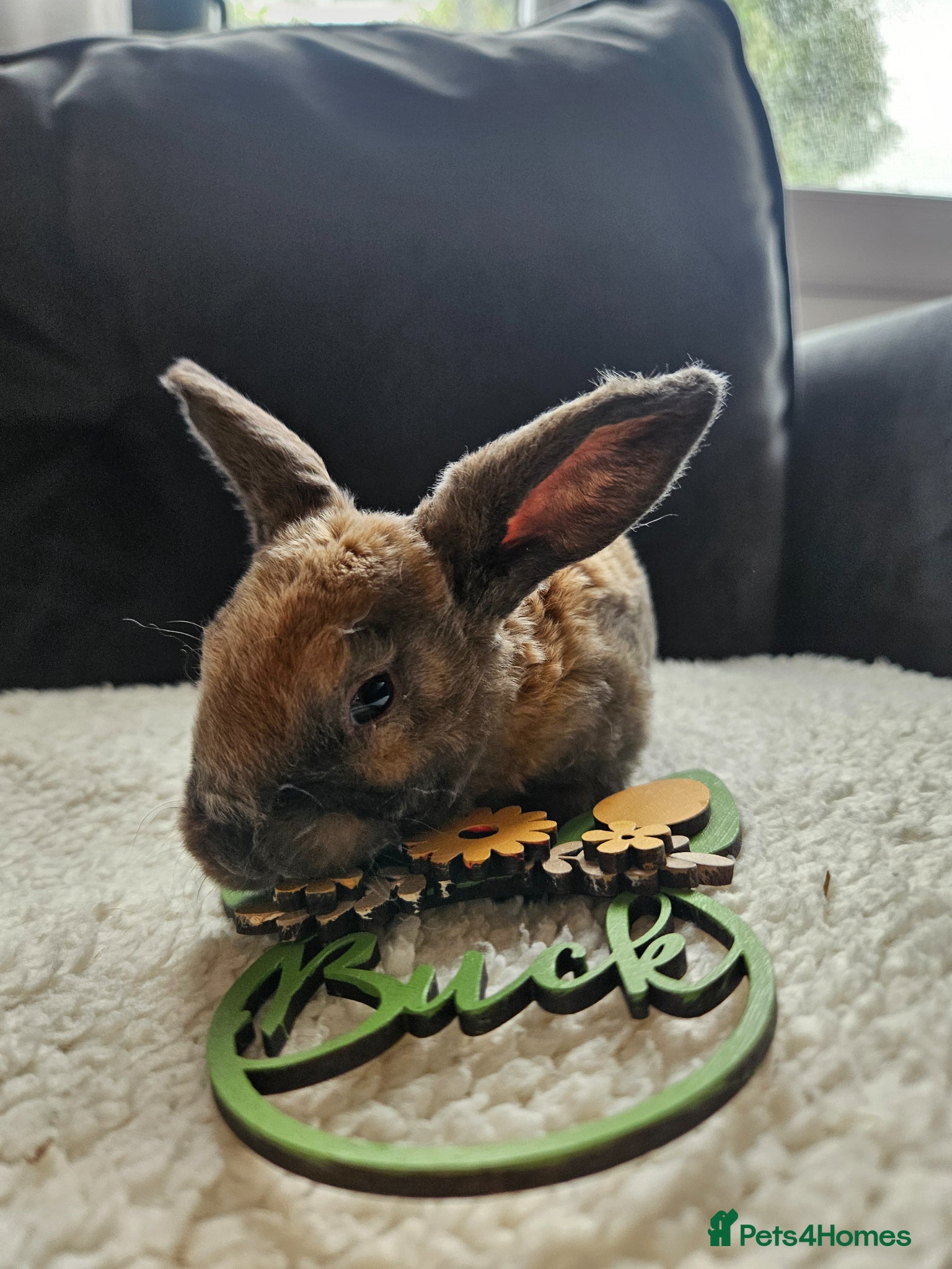 Rex rabbits Velveteen Litter  - Advert 1