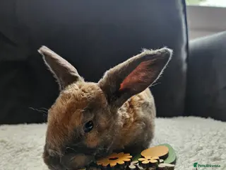 Rex rabbits Velveteen Litter - Advert 1