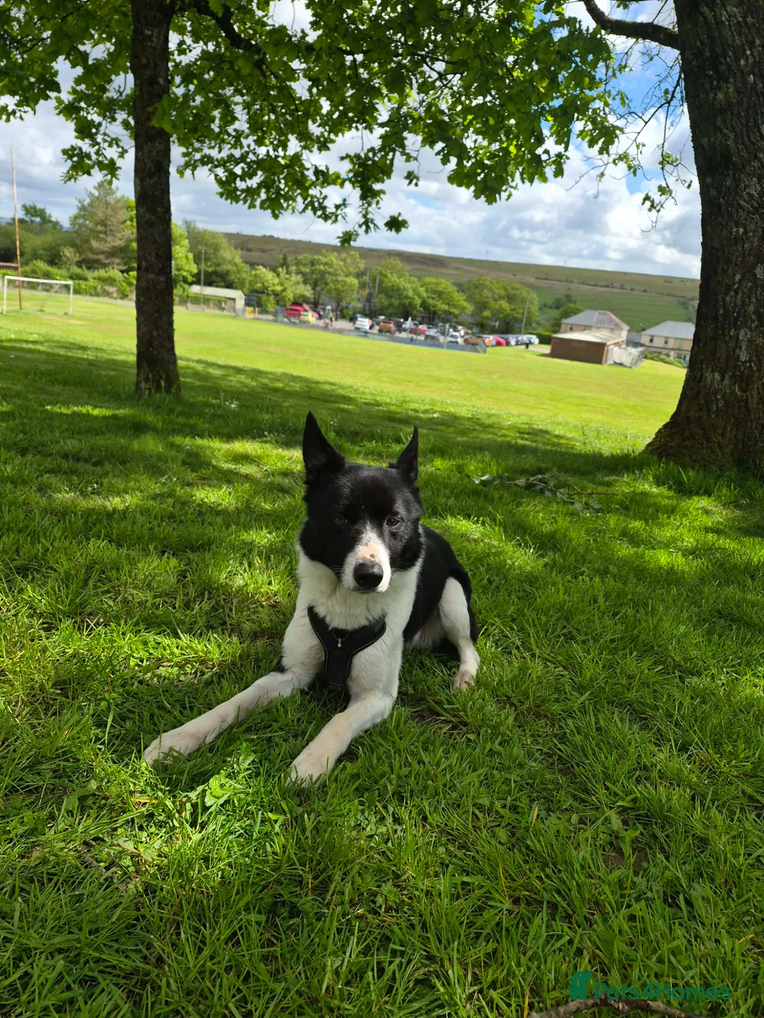Border Collie dogs for sale: 4 year old Border collie for sale  in Ammanford - Advert 3