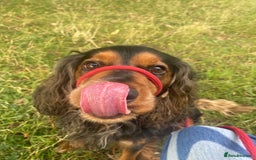 Cocker Spaniel dogs for sale: Rocky - 4.5 year old cocker spaniel - Image 7