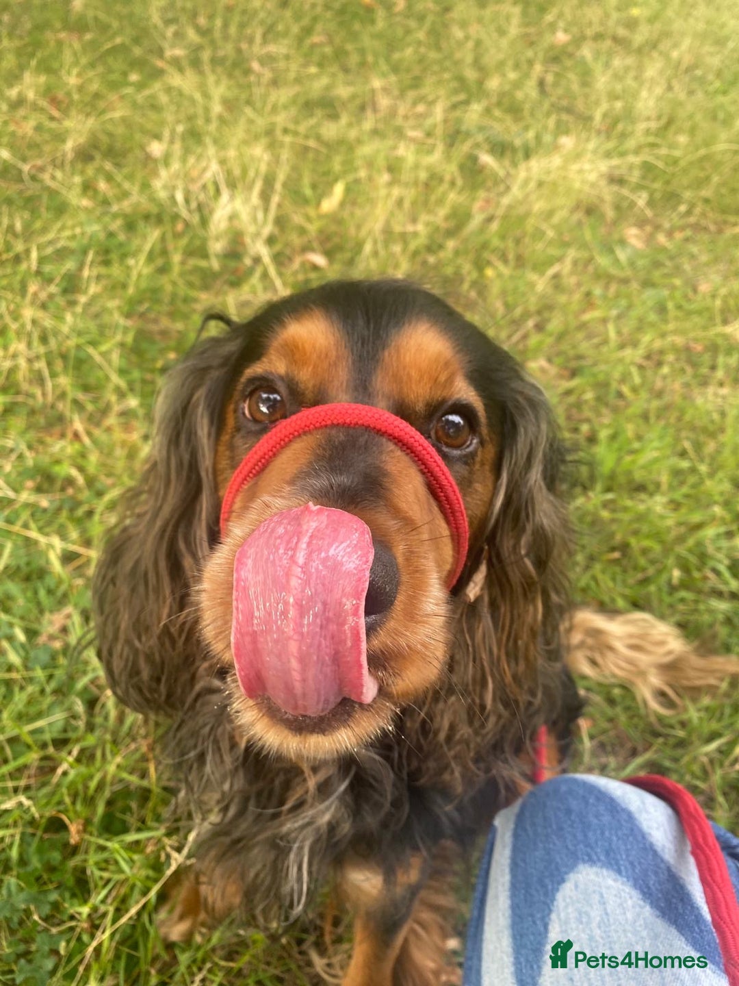 Cocker Spaniel dogs for sale: Rocky - 4.5 year old cocker spaniel - Image 7