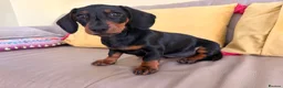 Miniature Dachshund dogs for sale: Monty the Miniature Dachshund  - Advert 4