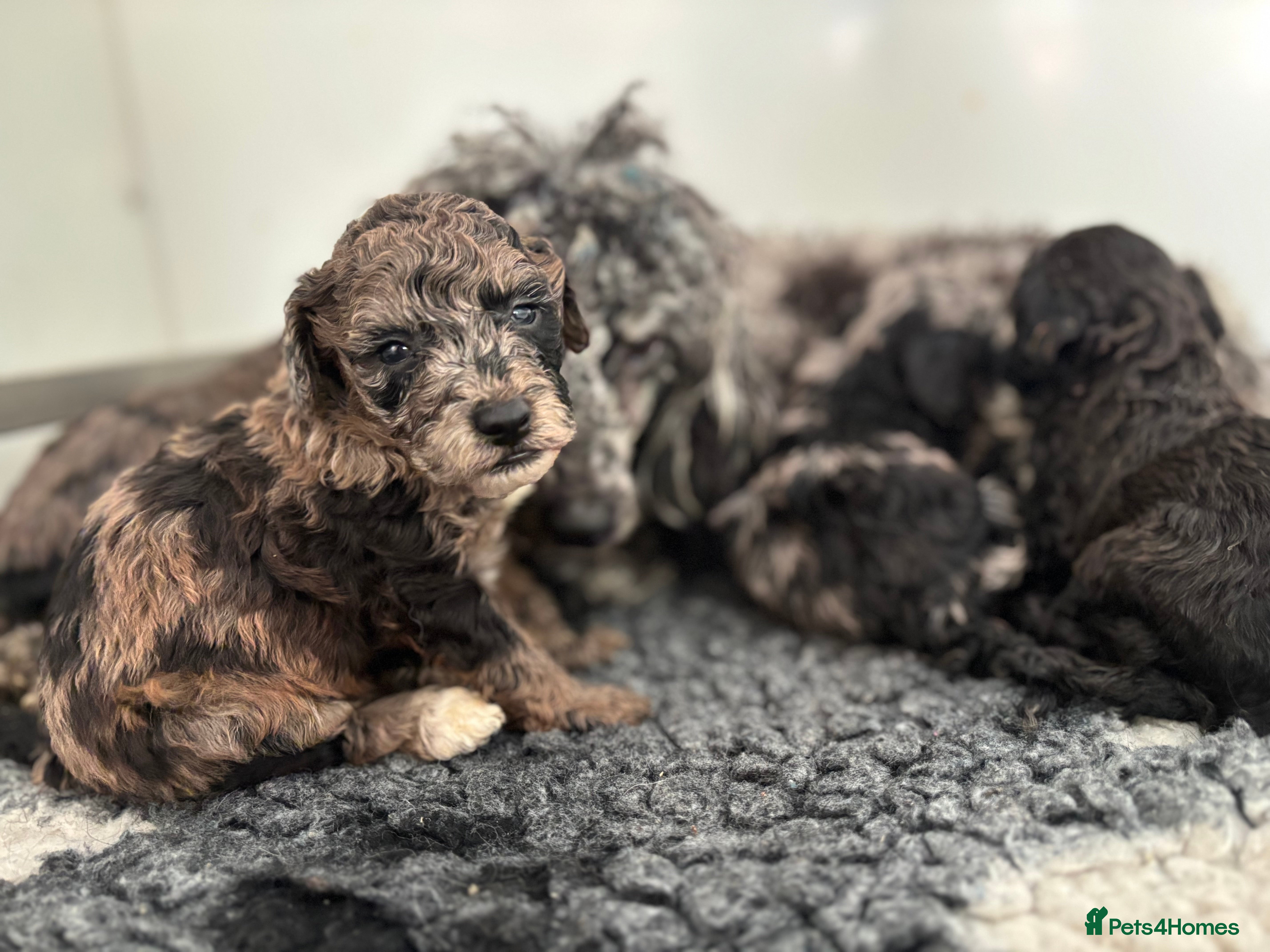 Miniature Poodle dogs Beautiful health tested miniature poodles  - Advert 3