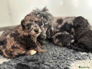 Miniature Poodle dogs Beautiful health tested miniature poodles - Advert 9