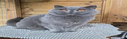 British Shorthair cats for sale: 💙Beautiful GCCF British Blue Adult Female  - Advert 9
