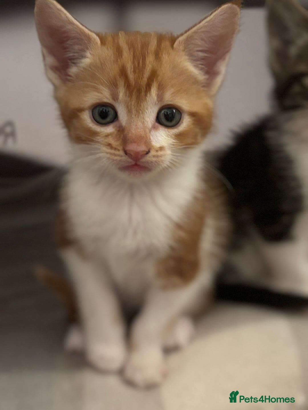 Domestic Shorthair cats for sale: Beautiful friendly Kittens  - Image 19