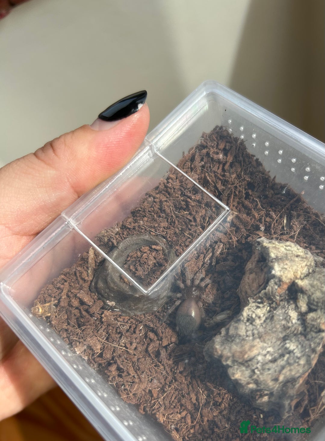 Tarantulas invertebrates for sale: Tarantula collection plus scorpion  - Image 2