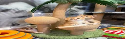 Scottish Fold cats for stud: Scottish Straight Male Stud – “Poopsie”  - Advert 4