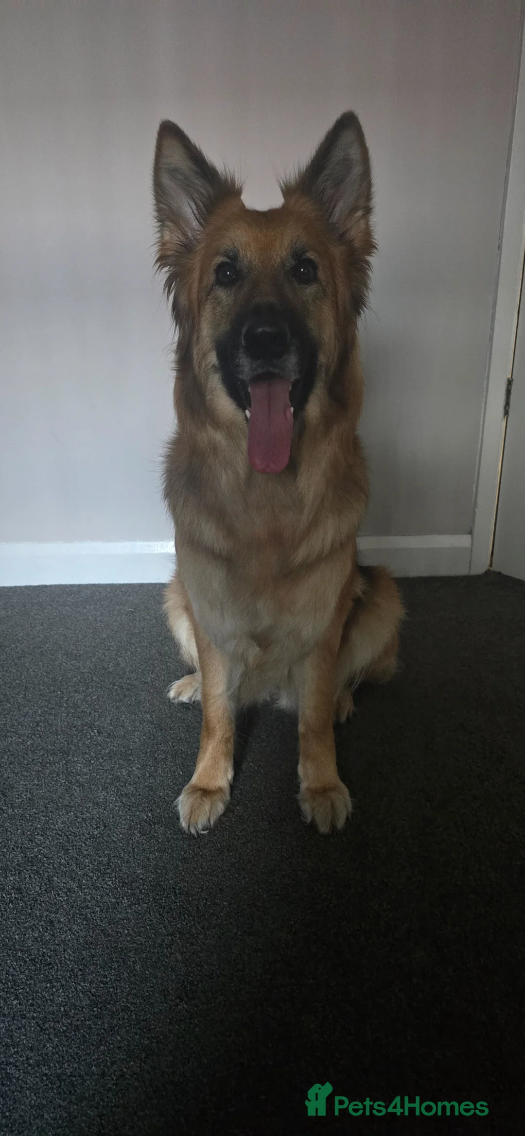 German Shepherd dogs for sale: Beautiful litter of german shepherd puppies  - Advert 2