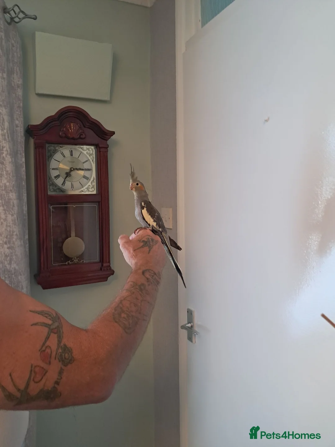 Mixed Breed birds for sale: Hand reared baby cocktails looking for lovely home - Advert 2