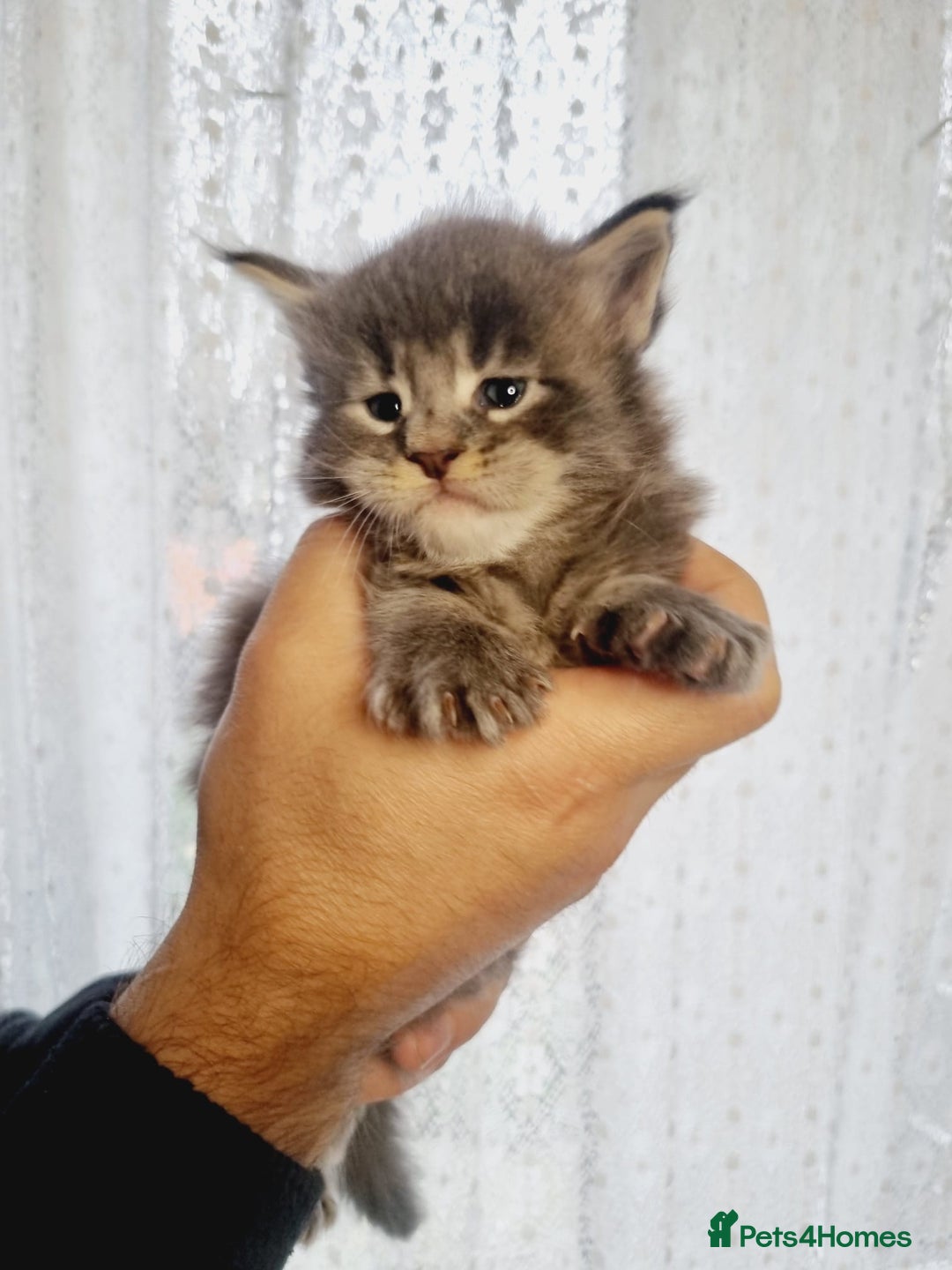 Maine Coon cats for sale: GCCF Regestered Maine Coon Kittens - Advert 3