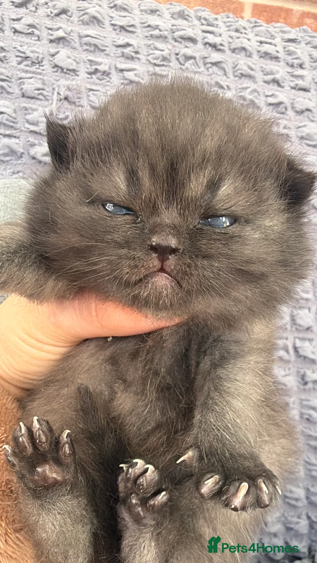 Scottish Fold cats for sale: Scottish fold❤️❤️❤️❤️ - Advert 9