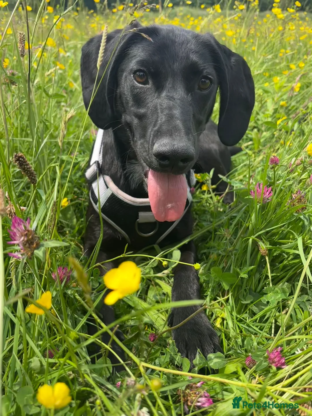 Goldador dogs for sale: Beautiful & Loving 1yr Goldador (Trinity) - Advert 7