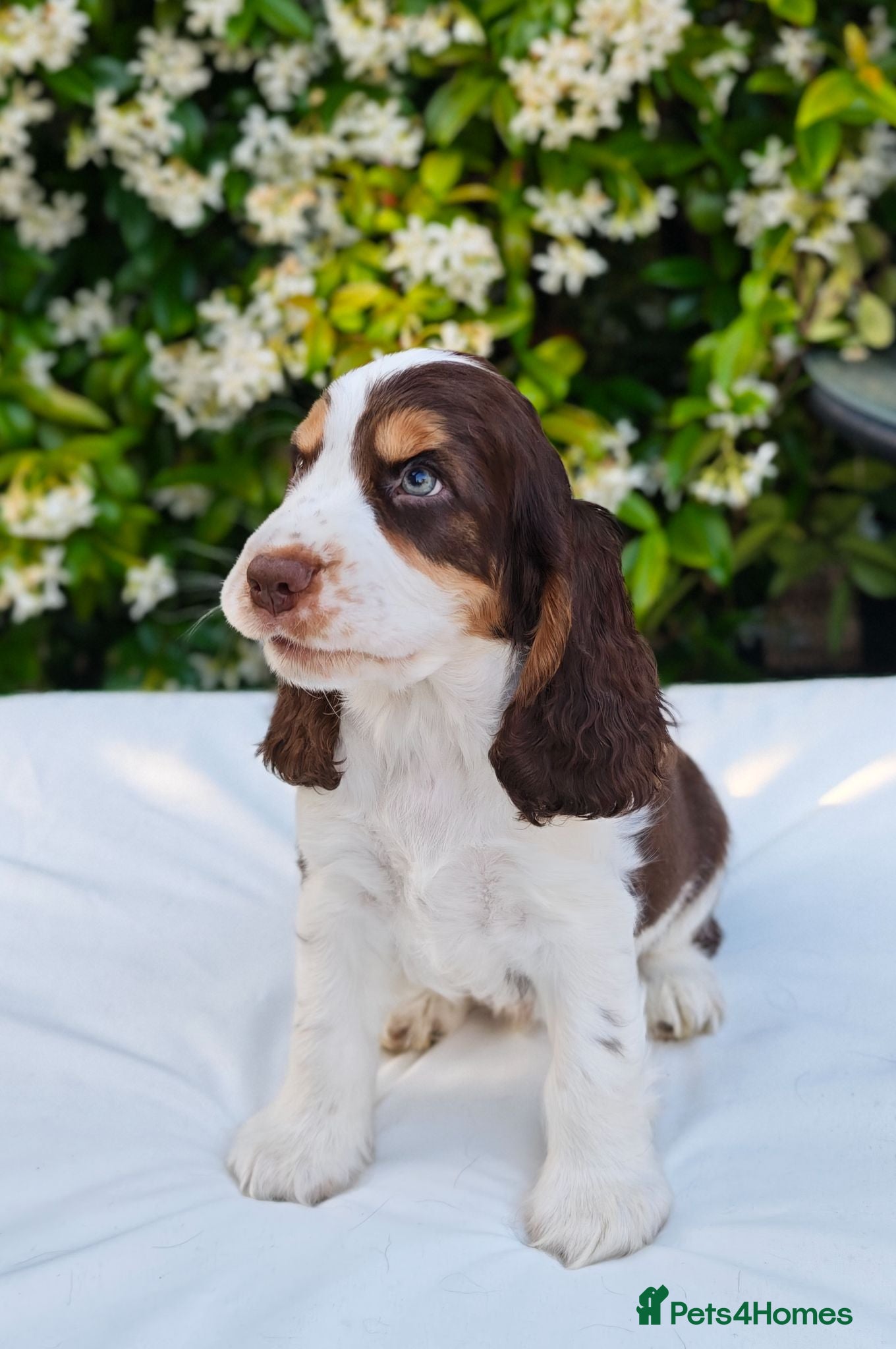 Cocker Spaniel dogs ❤️2 Boys Left-chocolate roan and tan show cocker❤️ - Advert 11
