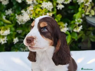 Cocker Spaniel dogs 💙 2 Boys Show Cockers looking for 4ever home 💙 - Advert 1