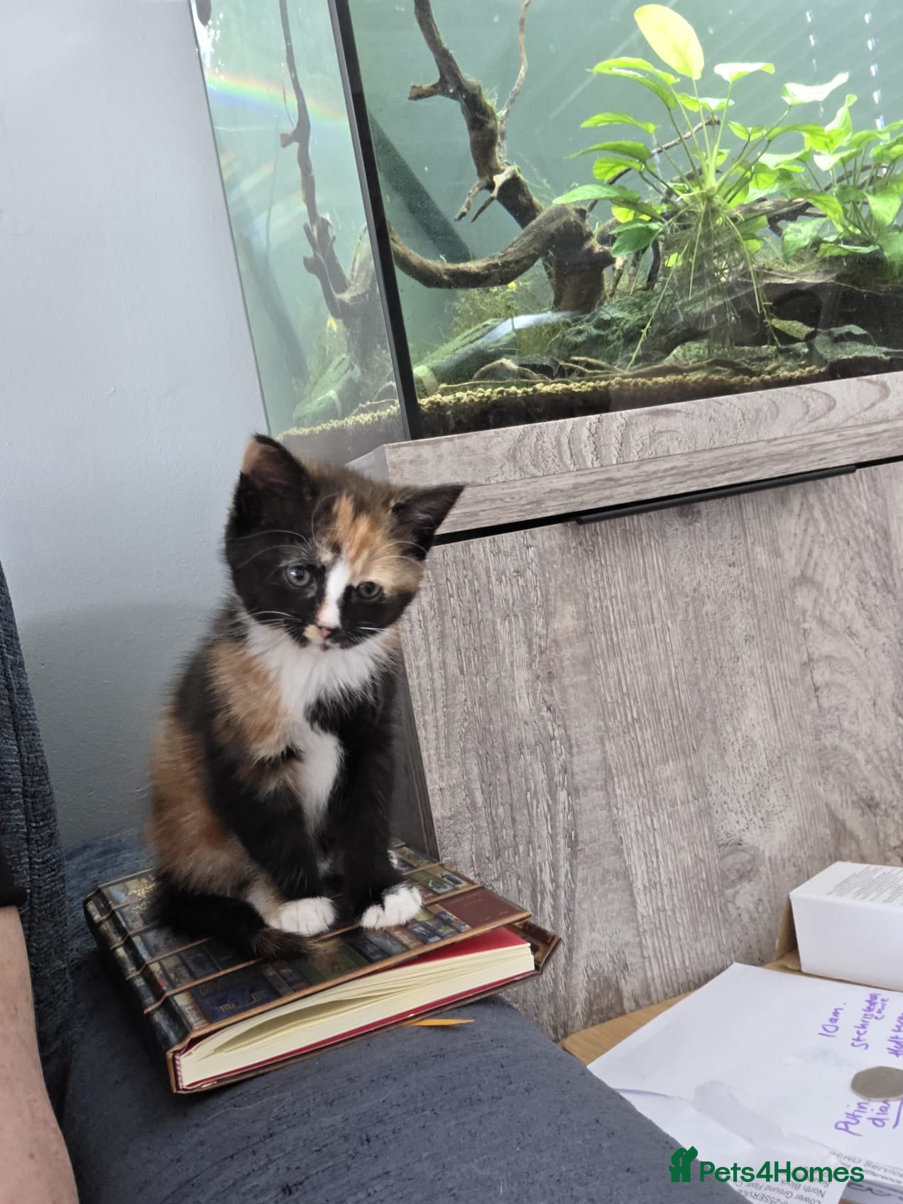 British Shorthair cats  Beautiful Tortie and white BSH cross - Advert 1