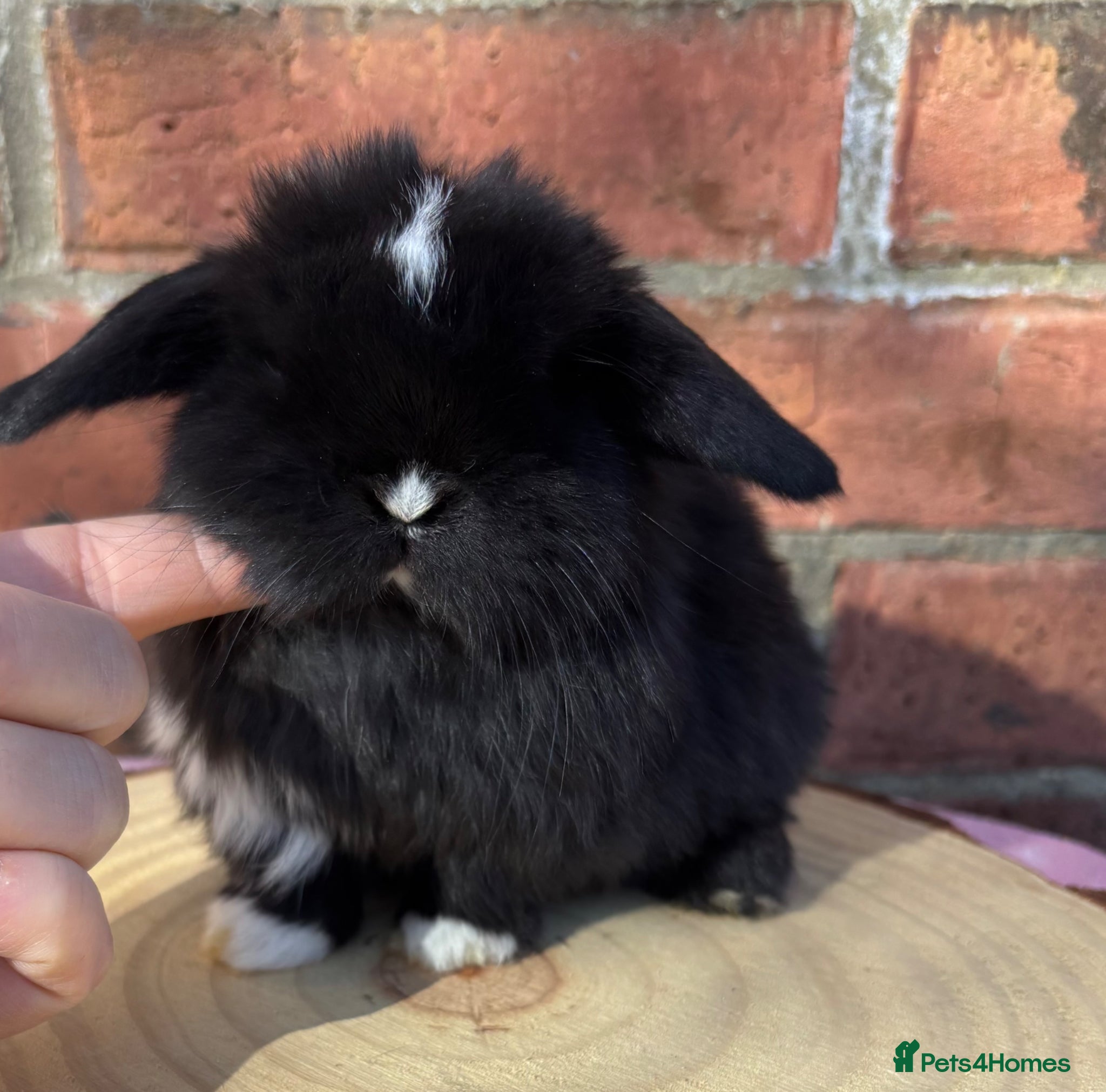 Mini Lop rabbits Pedigreed pure bred baby mini lops  - Advert 13