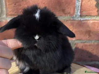 Mini Lop rabbits Pedigreed pure bred baby mini lops - Advert 13