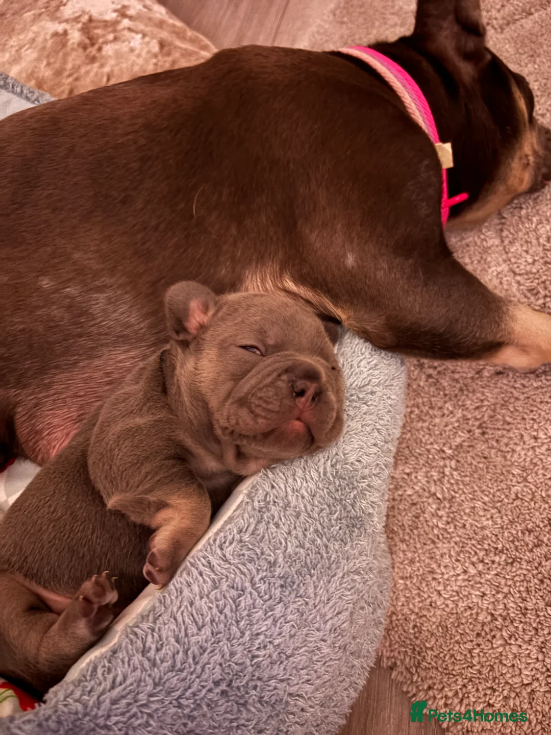 French Bulldog dogs for sale: Kc registered French bulldog puppies - Advert 2