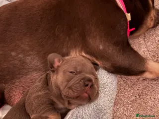 French Bulldog dogs Kc registered French bulldog puppies - Advert 16