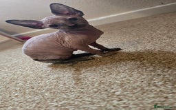 Sphynx cats for sale: Female sphynx kitten - Image 5
