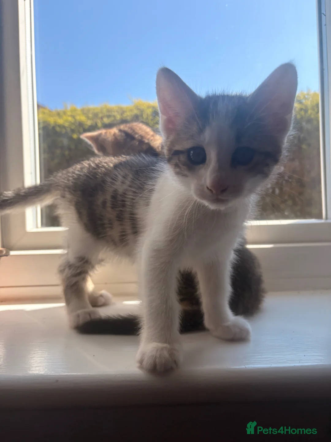 Bengal cats for sale: Bengal Cross Boy  - Advert 1