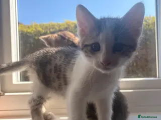 Bengal cats Bengal Cross Boy - Advert 2