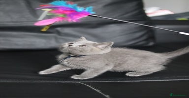 British Shorthair cats - Advert 2