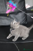 British Shorthair cats - Advert 2