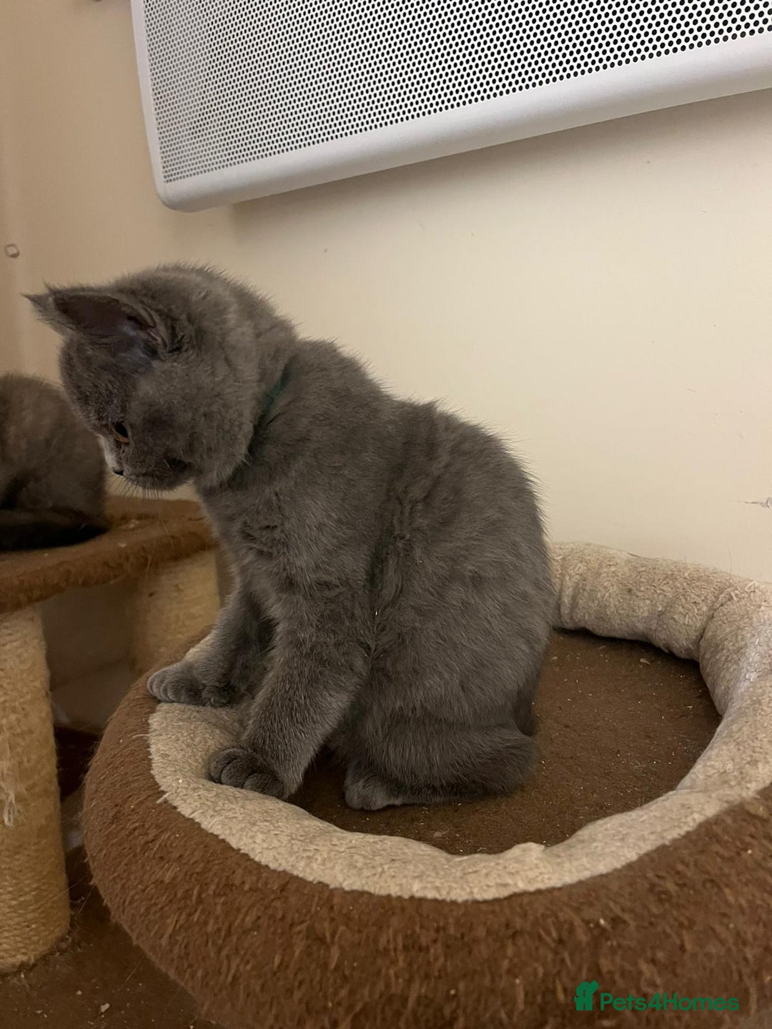British Shorthair cats for sale: 3 BSH female kittens remaining-  ready now.  - Image 7