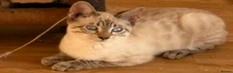 Bengal cats for sale: 2 Female Bengal x savannah kittens. in Rowley Regis - Advert 3