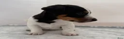 Jack Russell dogs for sale: Bred From Health Tested Parents - Advert 14