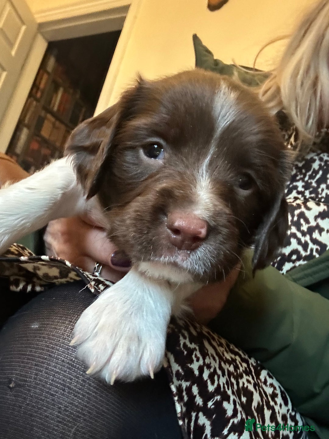 English Springer Spaniel dogs for stud: *KC registered* Gus available for stud in Pontefract - Advert 15