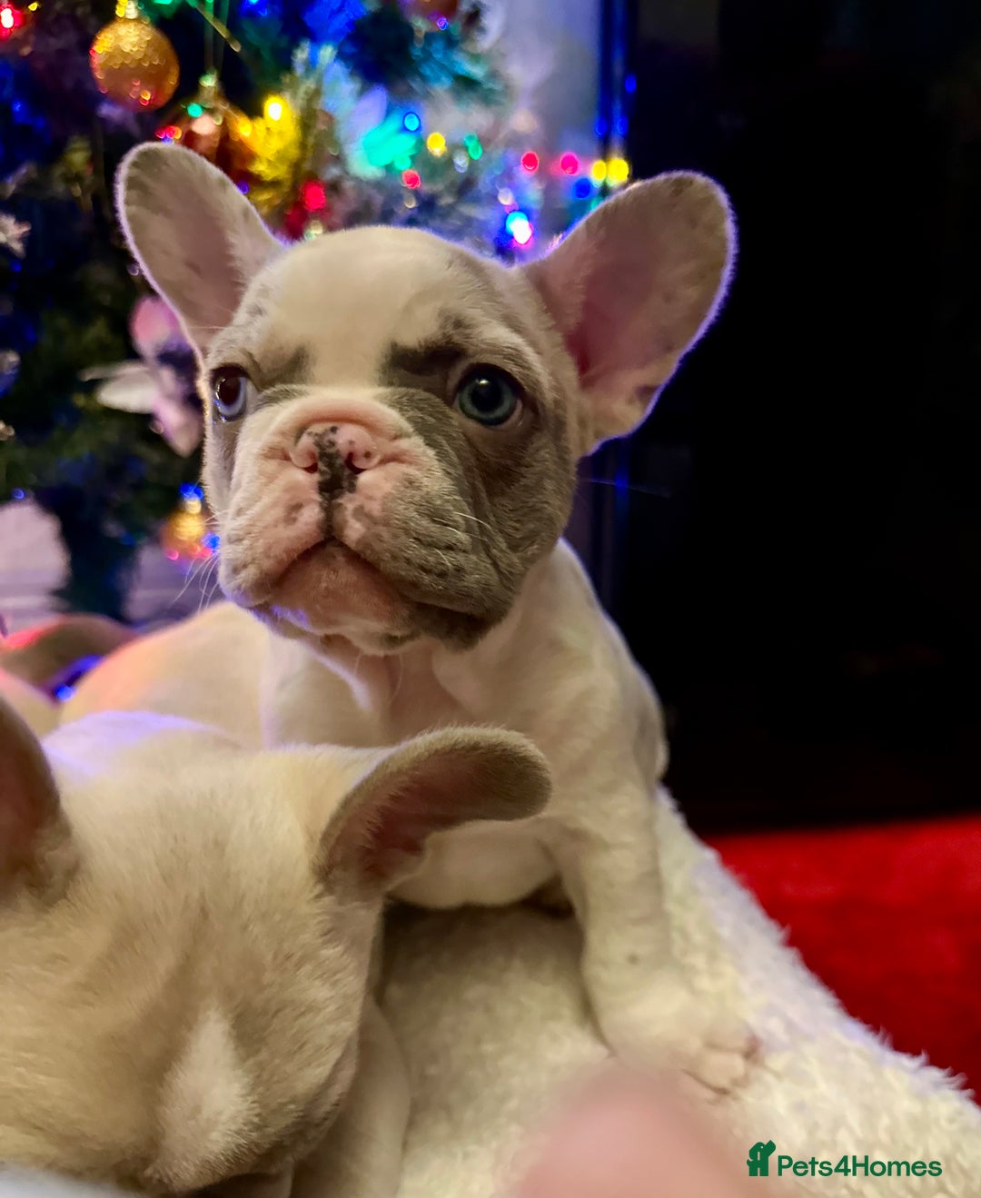 French Bulldog dogs for sale: French Bulldog Puppies  - Advert 4